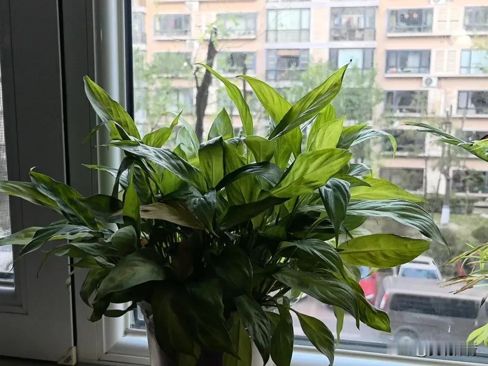 已经五年不开花了——花名还叫“一帆风顺”吗？