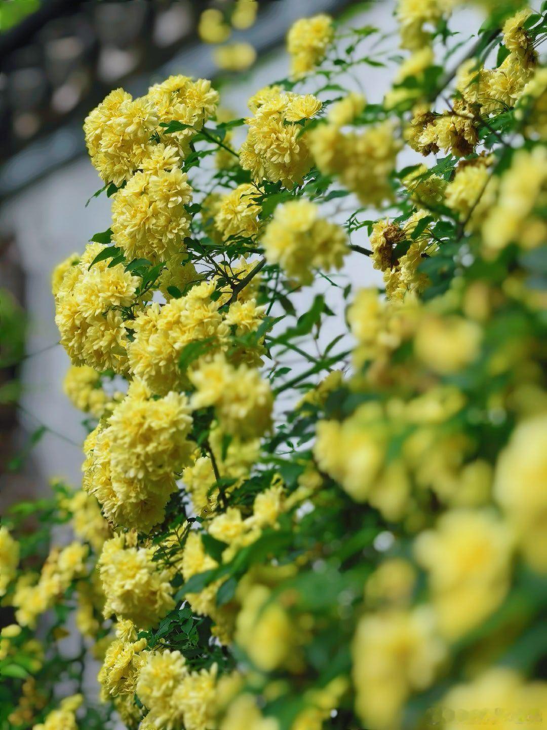 从花窗望出去，是满溢的鹅黄。苏州的春天，一半藏在园林的光影里，一半藏在木香花的温