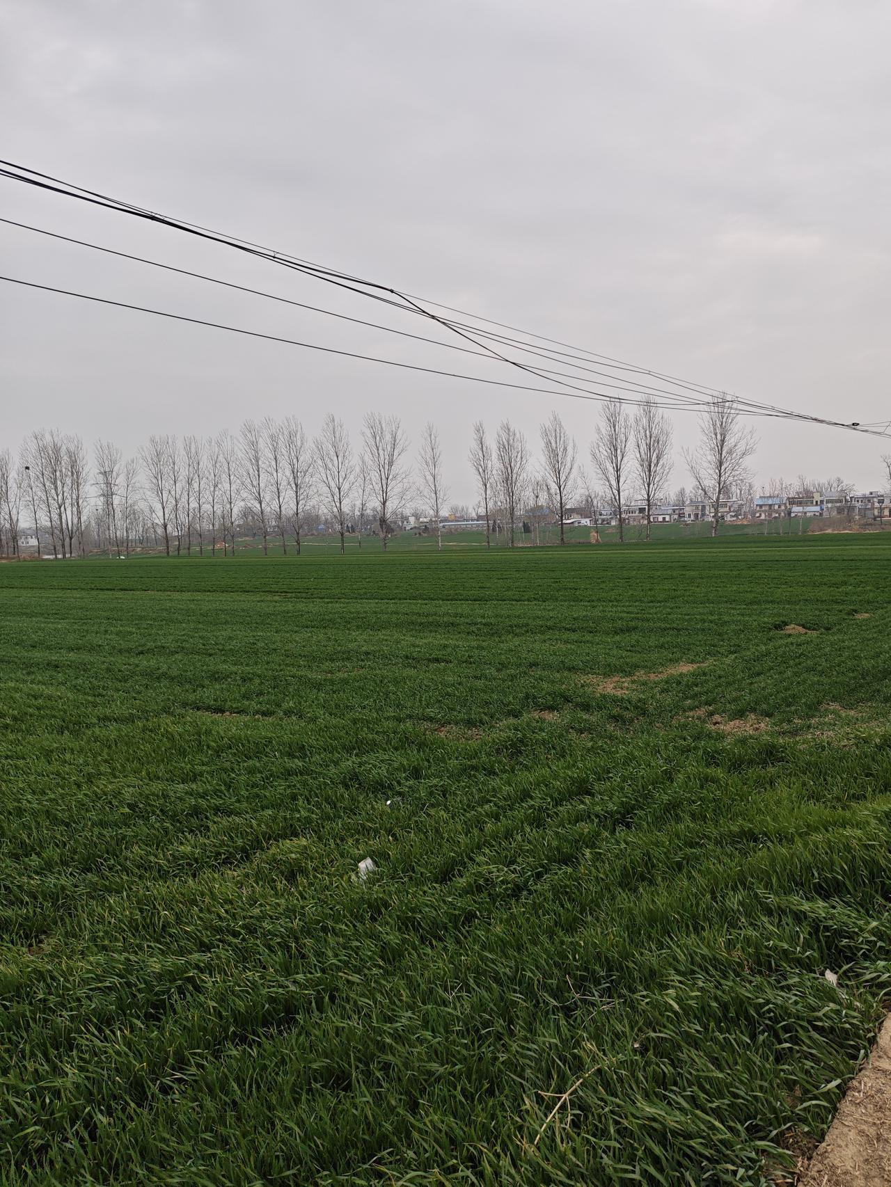 岁末交尾，晨风凛冽，我站在麦田的中央，慼受风吹。细步游走，四周绿浪涟漪，把回忆用