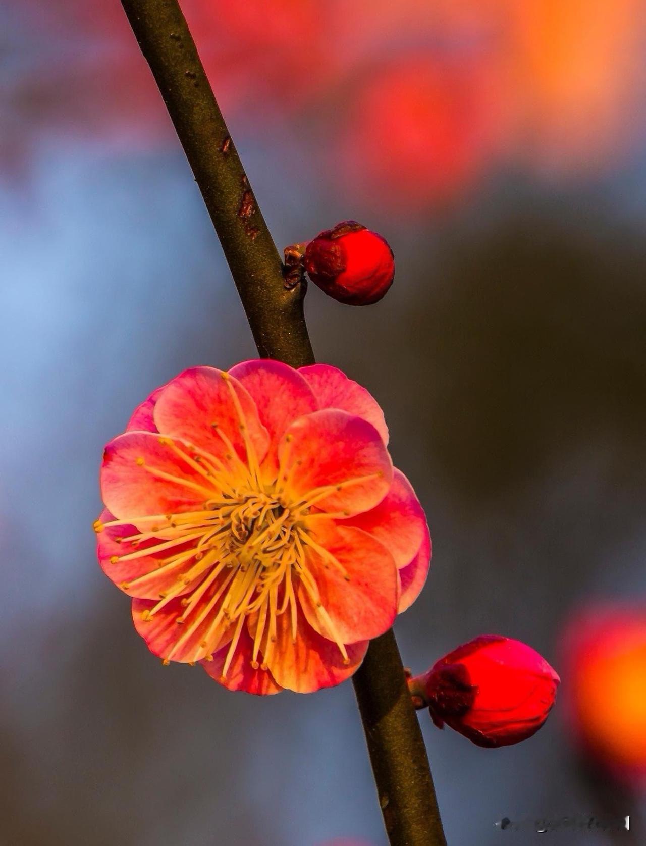 看透不美好却依然相信美好，
见过不善良但依然选择善良！
无论世界是否温柔待你，