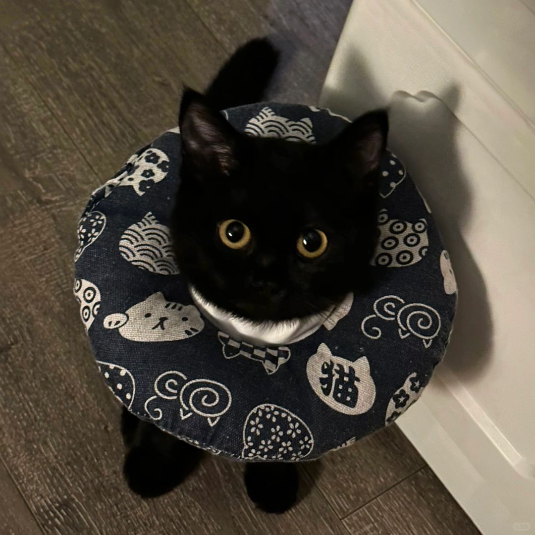 这是毛绒玩具成精嘛