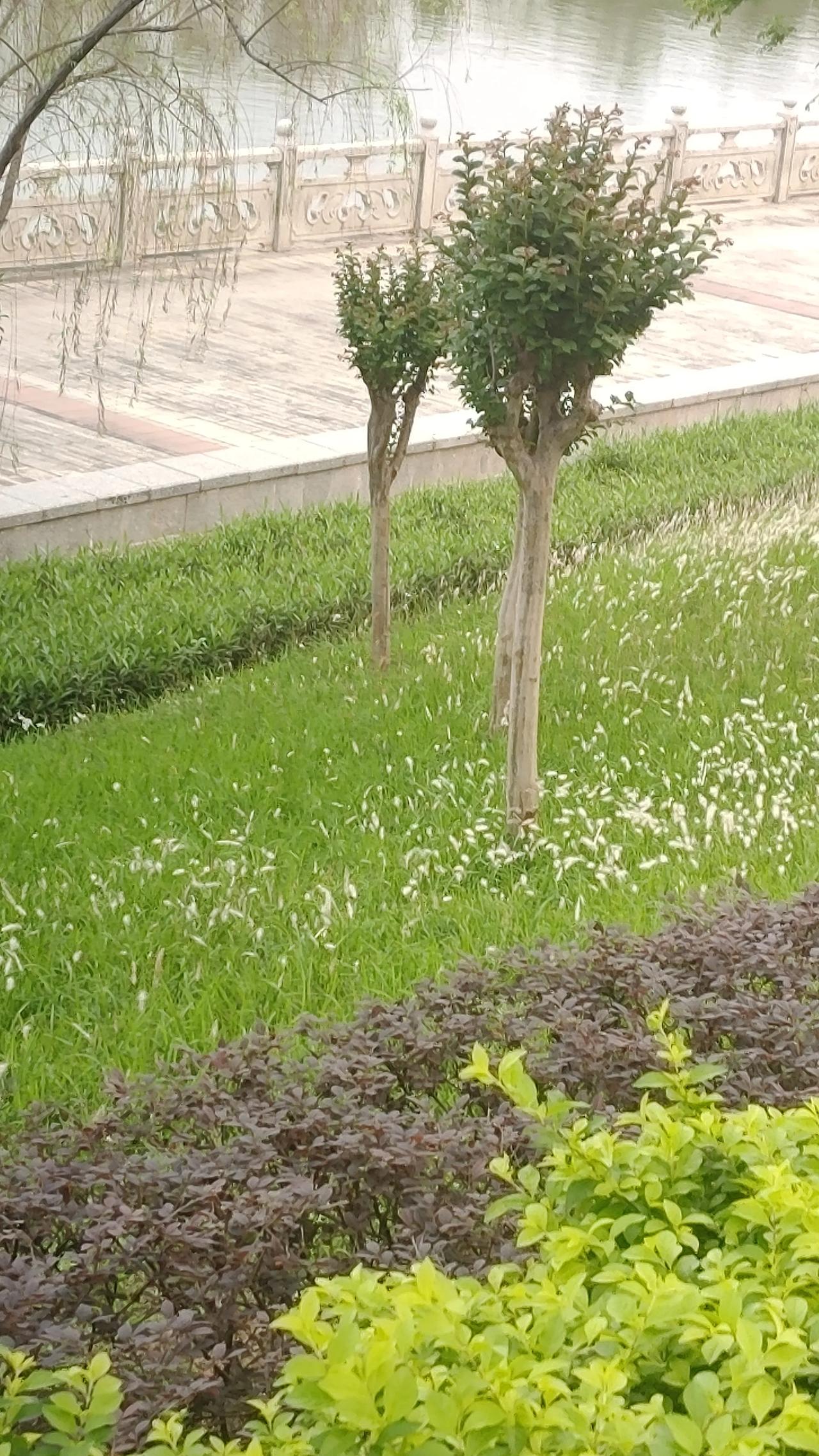 小草自由地跳舞