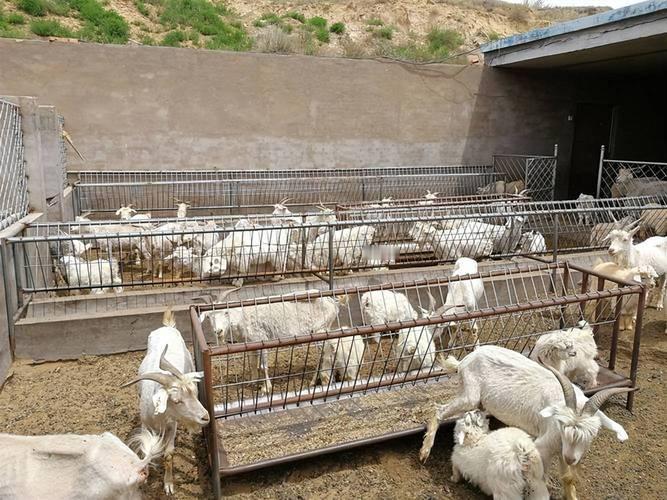 内蒙古巴彦淖尔，男子在房子附近搭了个羊圈，直接堵住邻居家排水口，一到雨天邻居家院