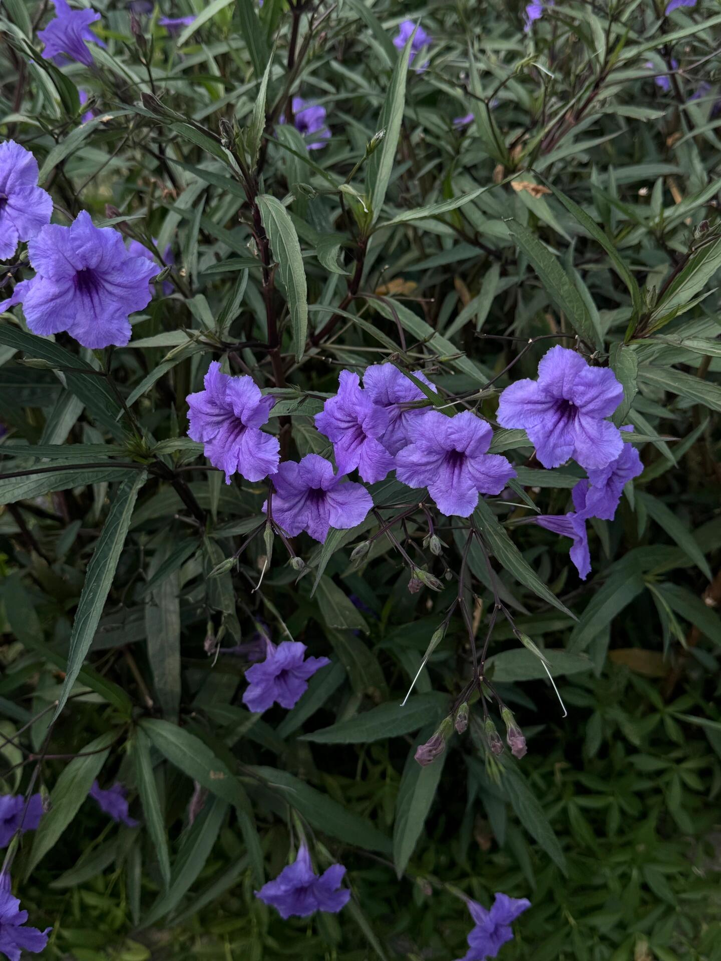 路边的野花 ​​​