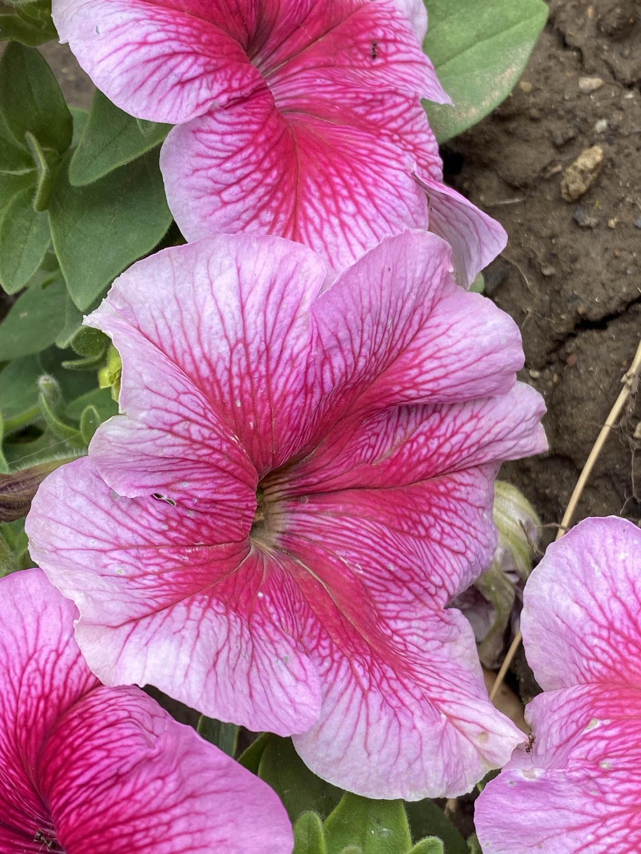 春天总是充满生机与希望。芳草萋萋，鲜花盛开，那股清新的气息直沁心脾。就像走进一片