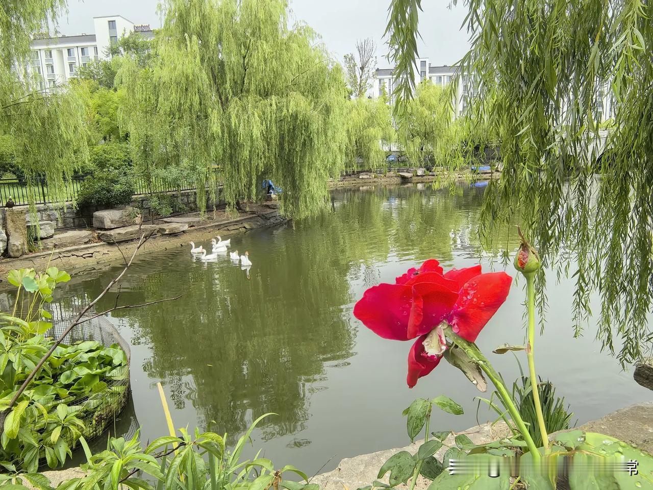 而真正困难的学生，会把资助的钱用在刀刃上。他们会精打细算，不舍得乱花一分钱，只会