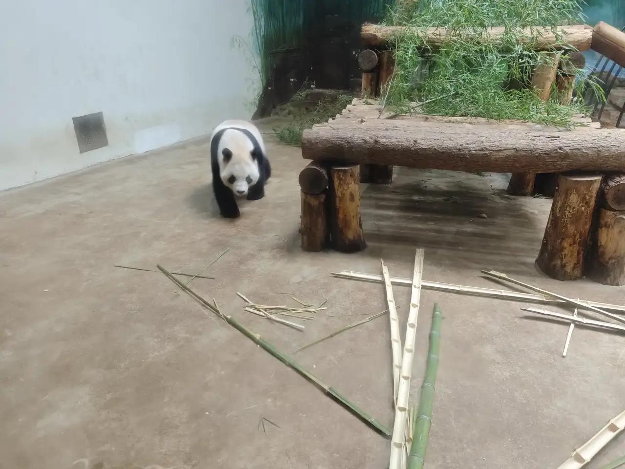 每次来杭州动物园都想看一眼大熊猫宝宝，可惜很多时候大熊猫宝宝不想出来，总在内室呆