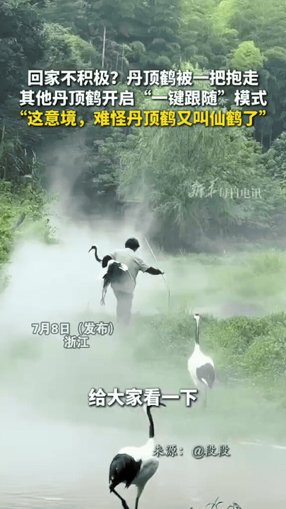 太可爱了，浙江，一只丹顶鹤因“下班”后不愿回家，被一名工作人员直接抱走，没想到，