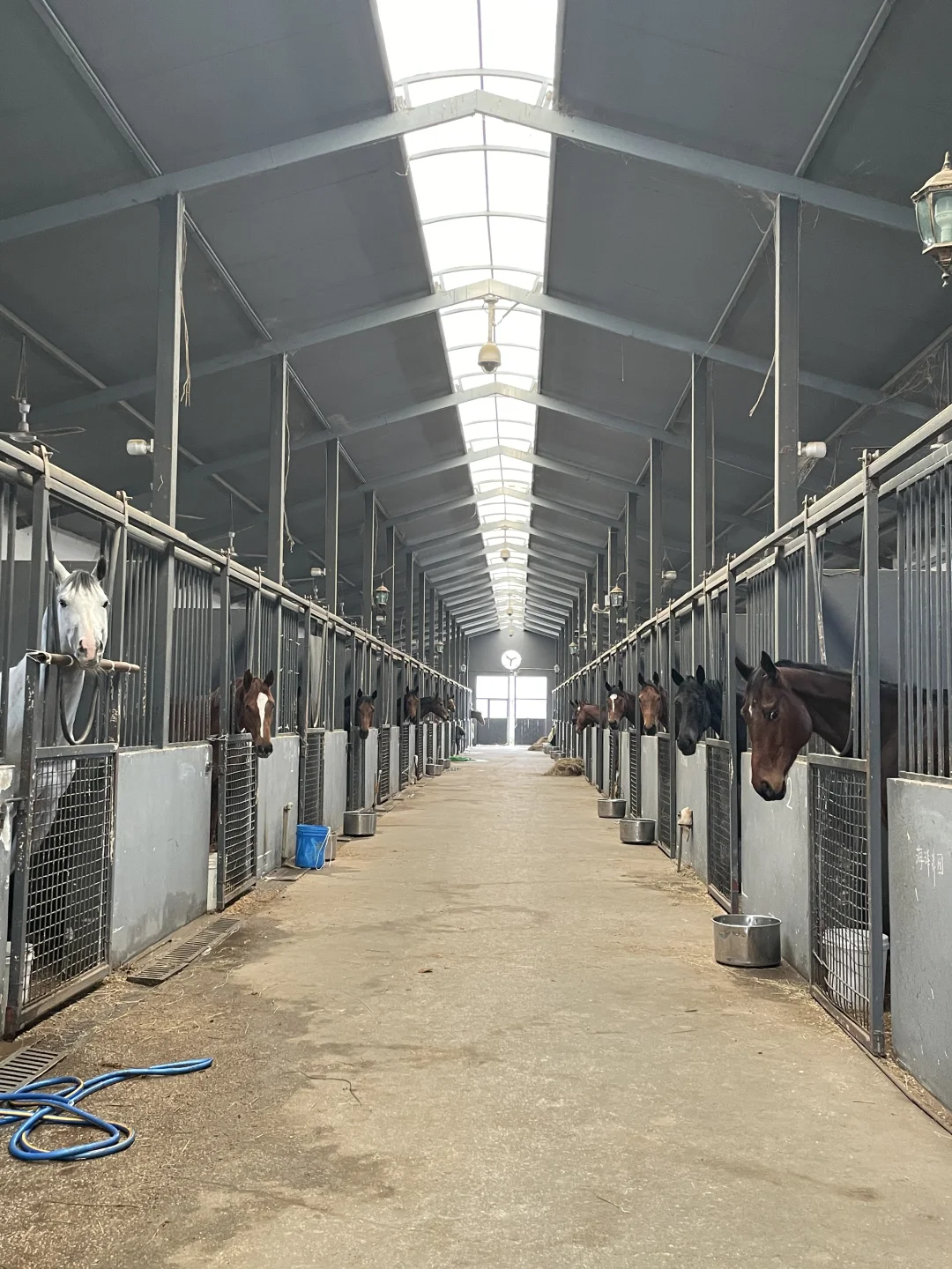 谁懂这种一进马房骏马都探出脑袋的爽感