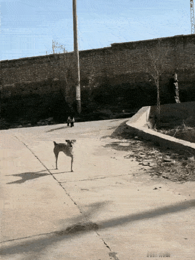 这个可怜的毛孩子，被恶人打断了两条腿，在好心人的收留救治下，可怜的毛孩子又顽强的