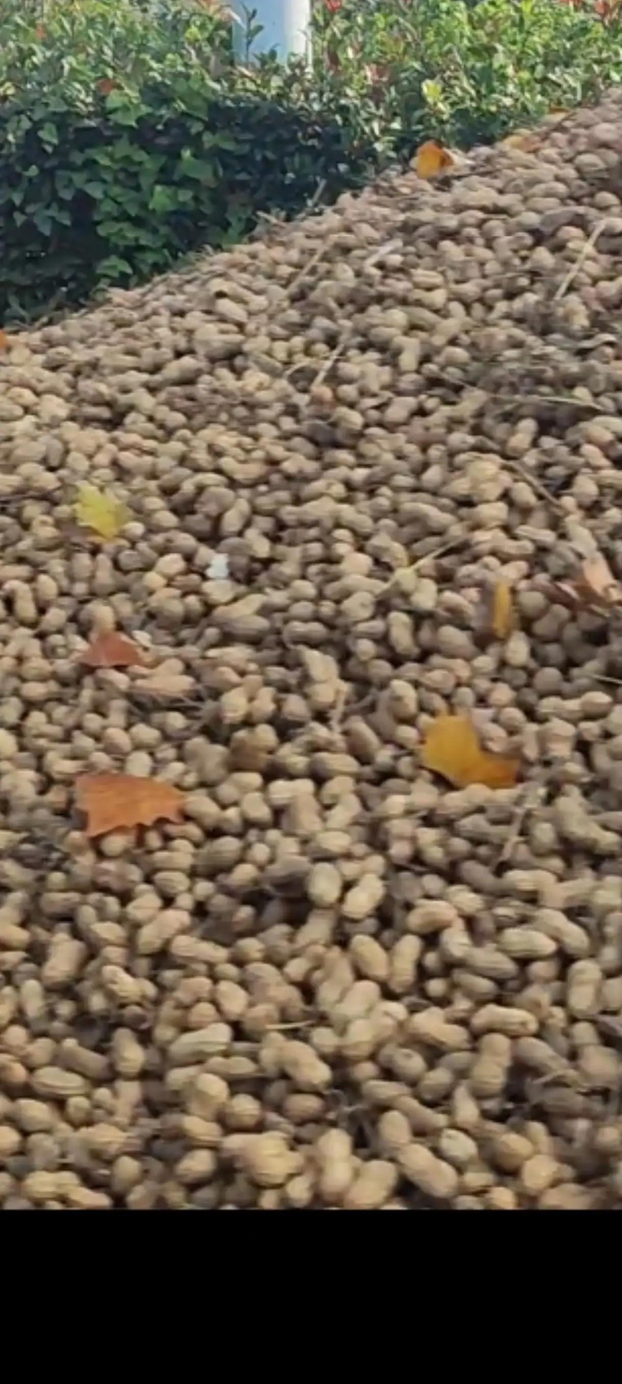 花生一年卖出几个亿好厉害