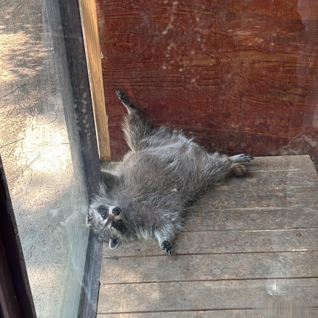 生活手记偷感好重的细尾獴🆚十分慵懒的浣熊🦝 