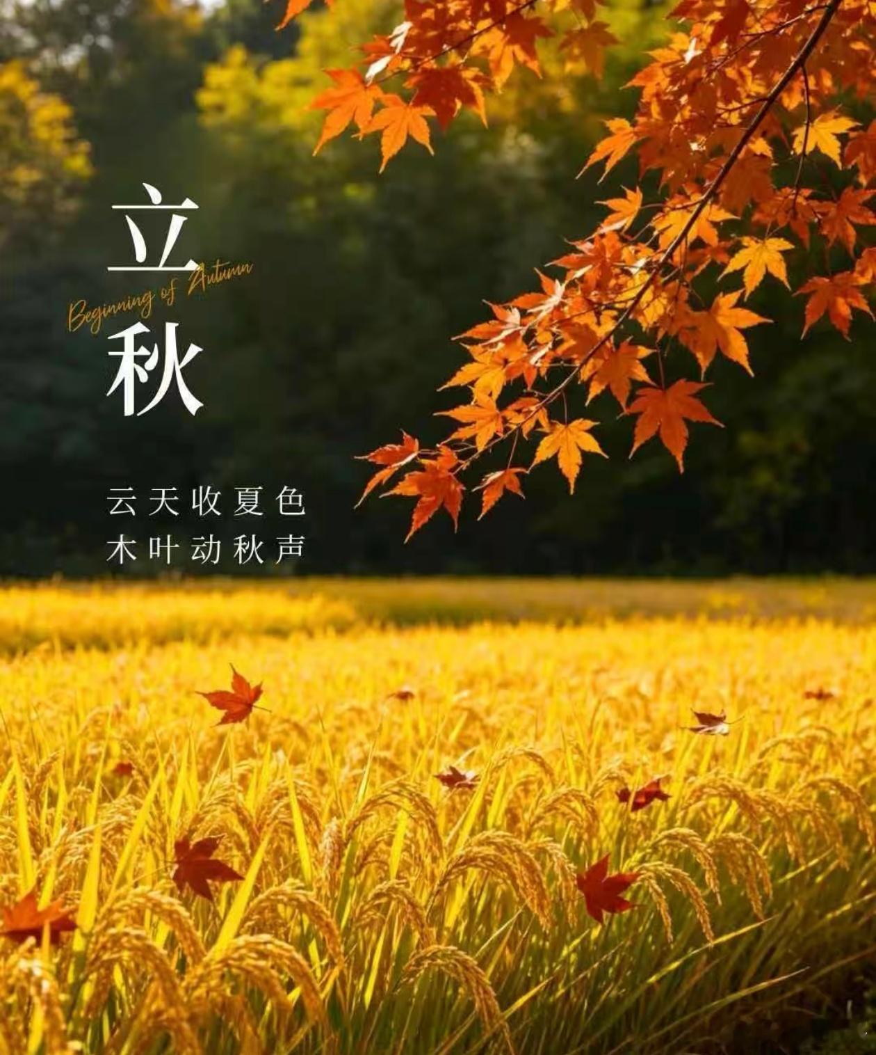 宽窄思语今日立秋  岁序更迭，金风送爽。时值立秋，暑气渐藏。观天地之象，云天收夏