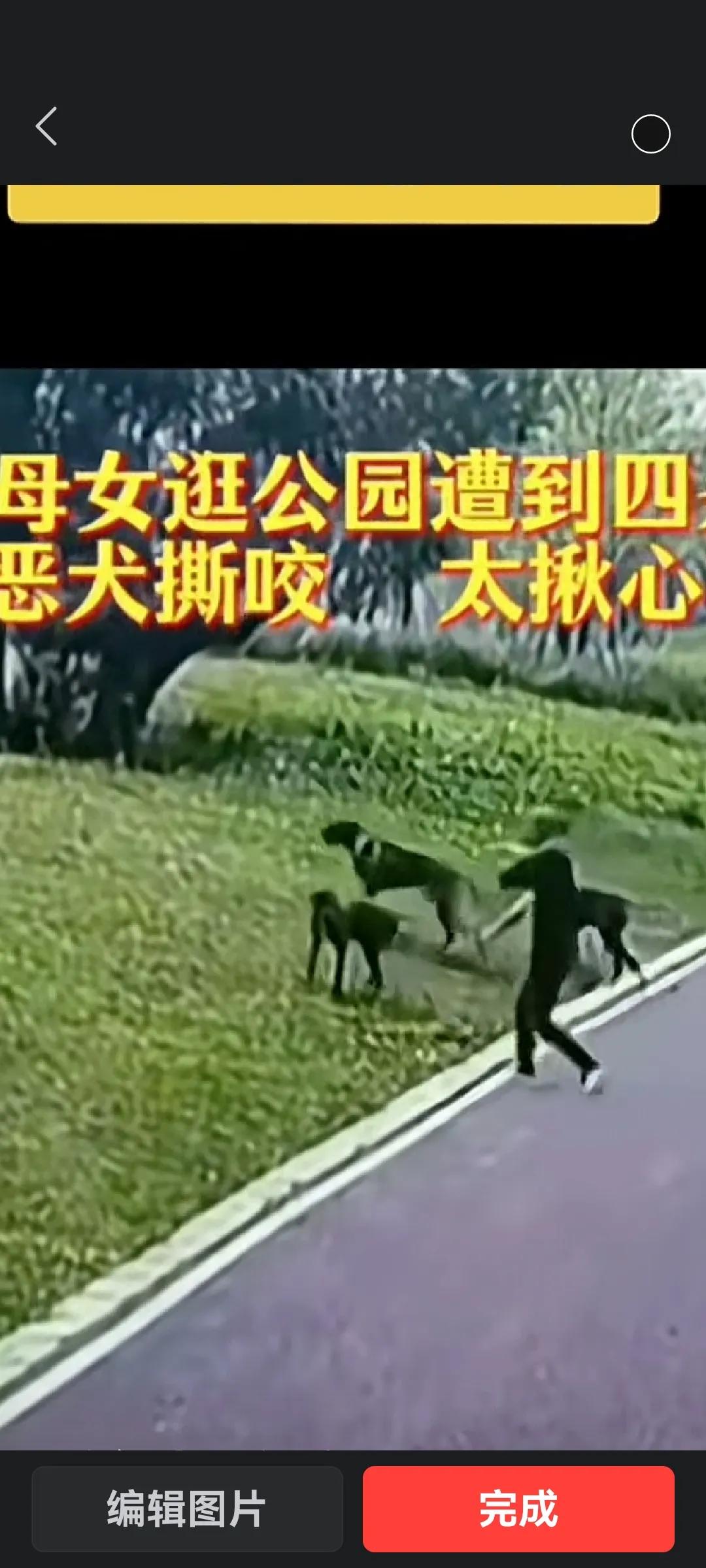 恶犬不灭，人民难安
我们见到了太多的恶狗伤人的案例了，城市养狗已成社会公害，人民