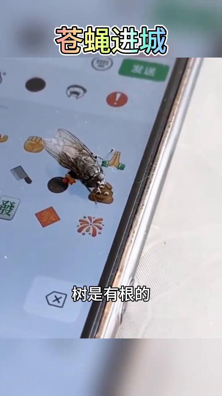 苍蝇进城。
水是有源的，树是有根的，城里的狗不吃粑粑是有原因的。蛋寡淡，这是我这
