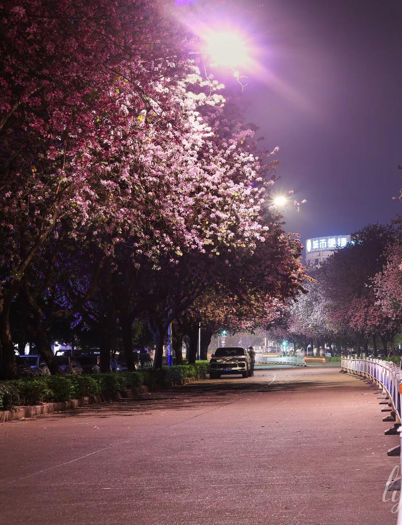 我傻傻的等待 傻傻等春暖花开。花 紫荆花盛开