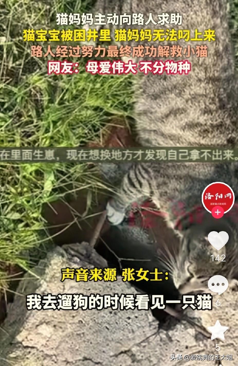 万物皆有灵性！山东，女子出门遛狗时一只猫咪主动向她向她求救，示意女子跟着它走。女