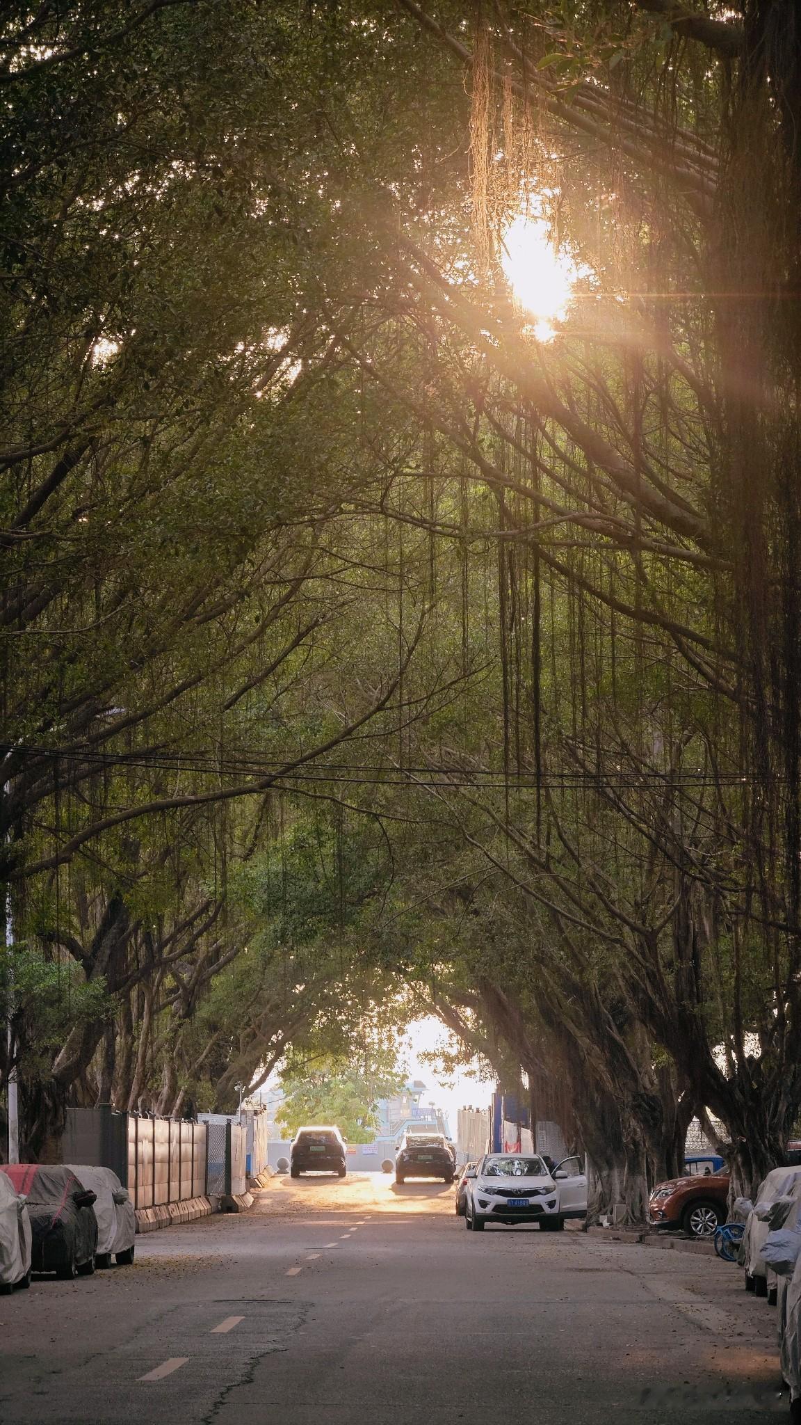 广生路进入南沙情侣路的这段，树木茂盛，夕阳的时候光影十分不错，未来感觉可以配合情