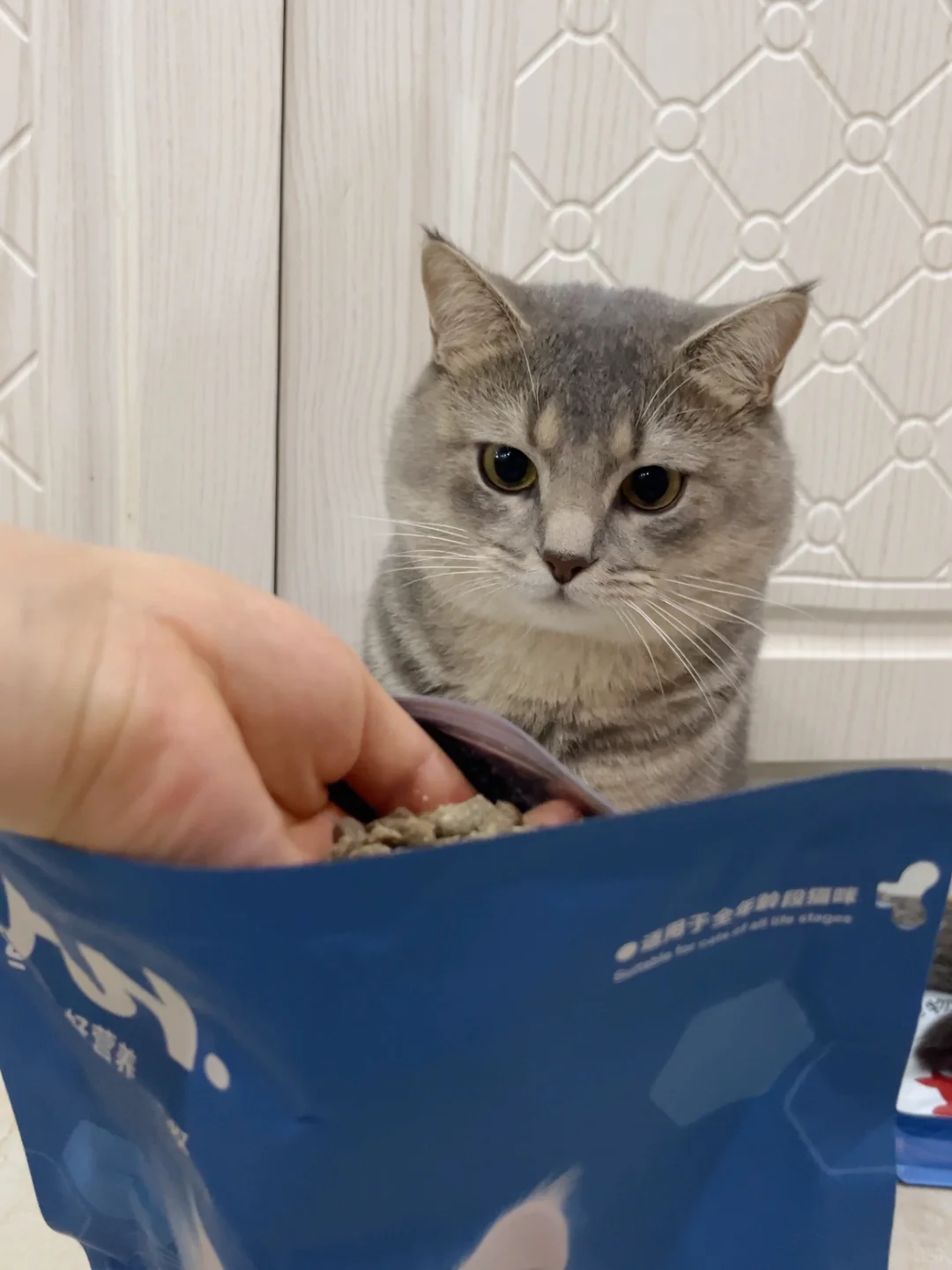 真实铲屎官分享：纯福这款猫粮是真有点东西