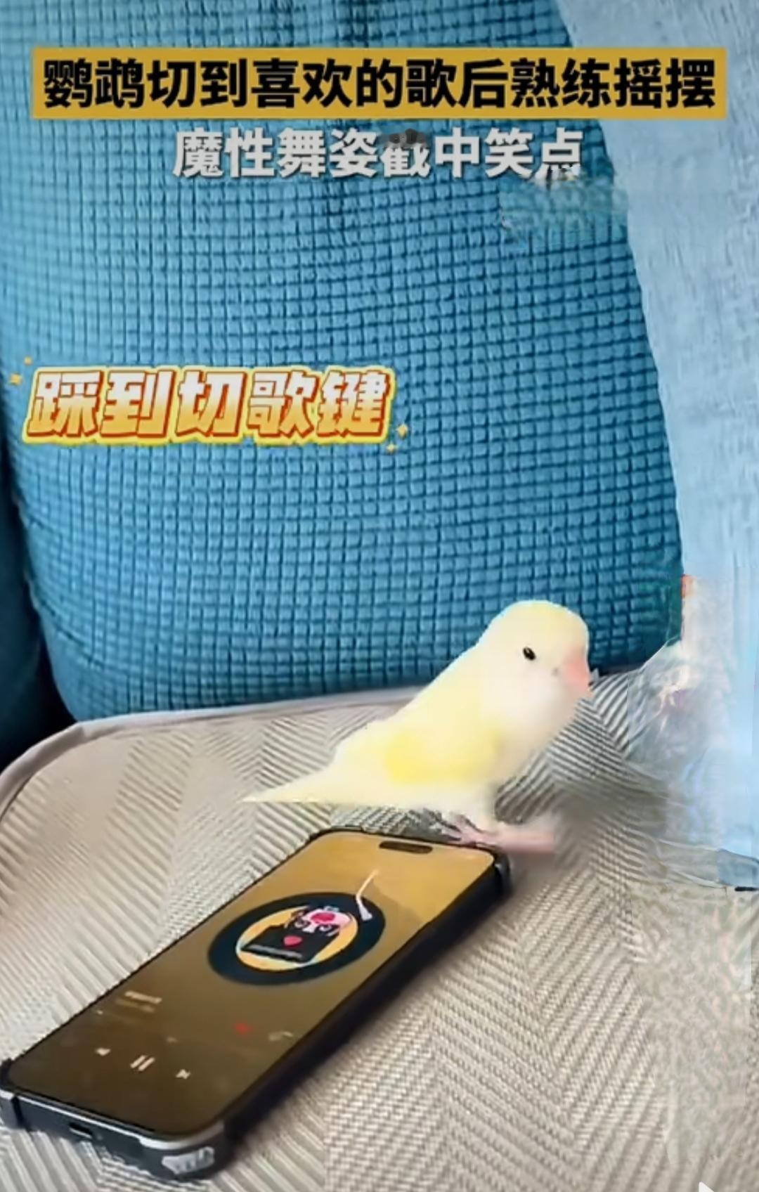 鹦鹉切到喜欢的歌后熟练摇摆，魔性舞姿戳中笑点！
你以为这只鹦鹉只是会模仿“你好”