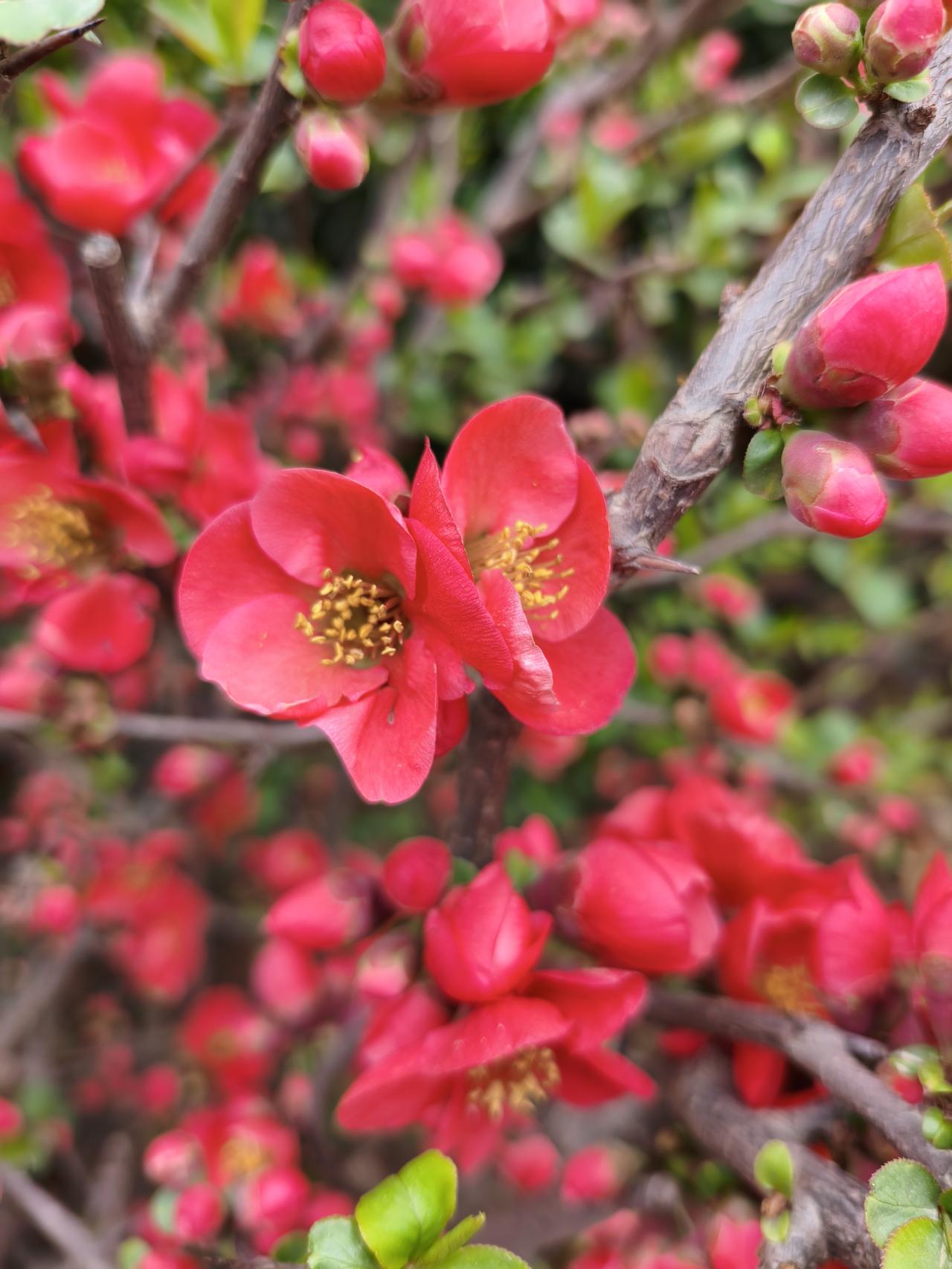 今天买了芹菜、南瓜、豆干、菠菜共四样，只花了6.1元，现在菜便宜多了。

买完菜