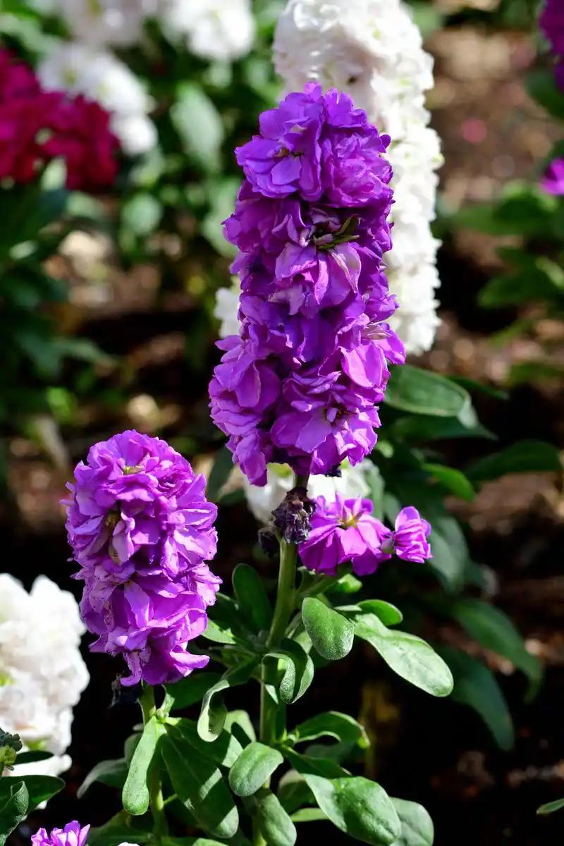 比起玫瑰的张扬，我更爱紫罗兰的清醒。它不抢C位，却用淡香悄悄治愈疲惫；花瓣上的纹