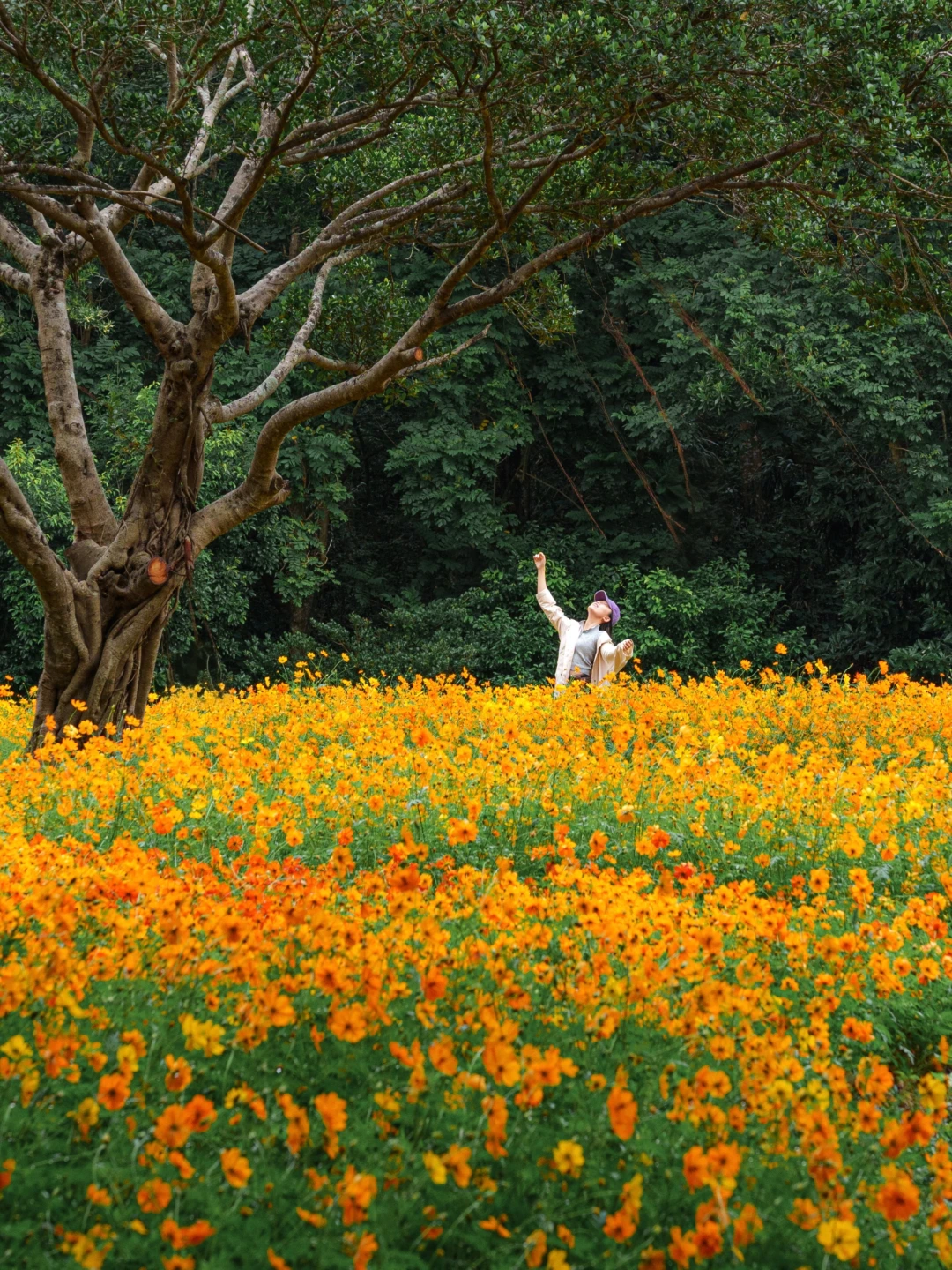 11.13实拍！深圳仙湖美到失语🥹（附攻略