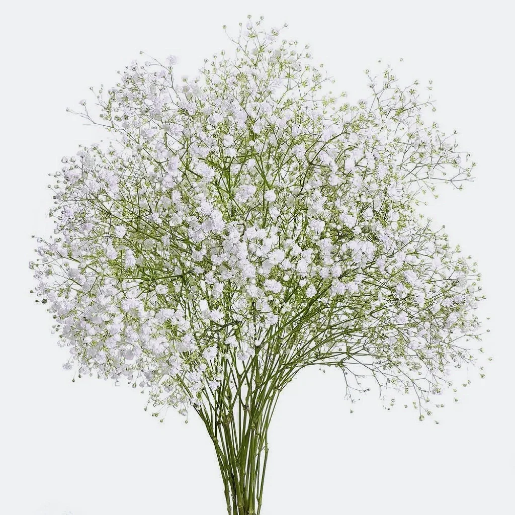 带你每天认识一种花材112｜满天星