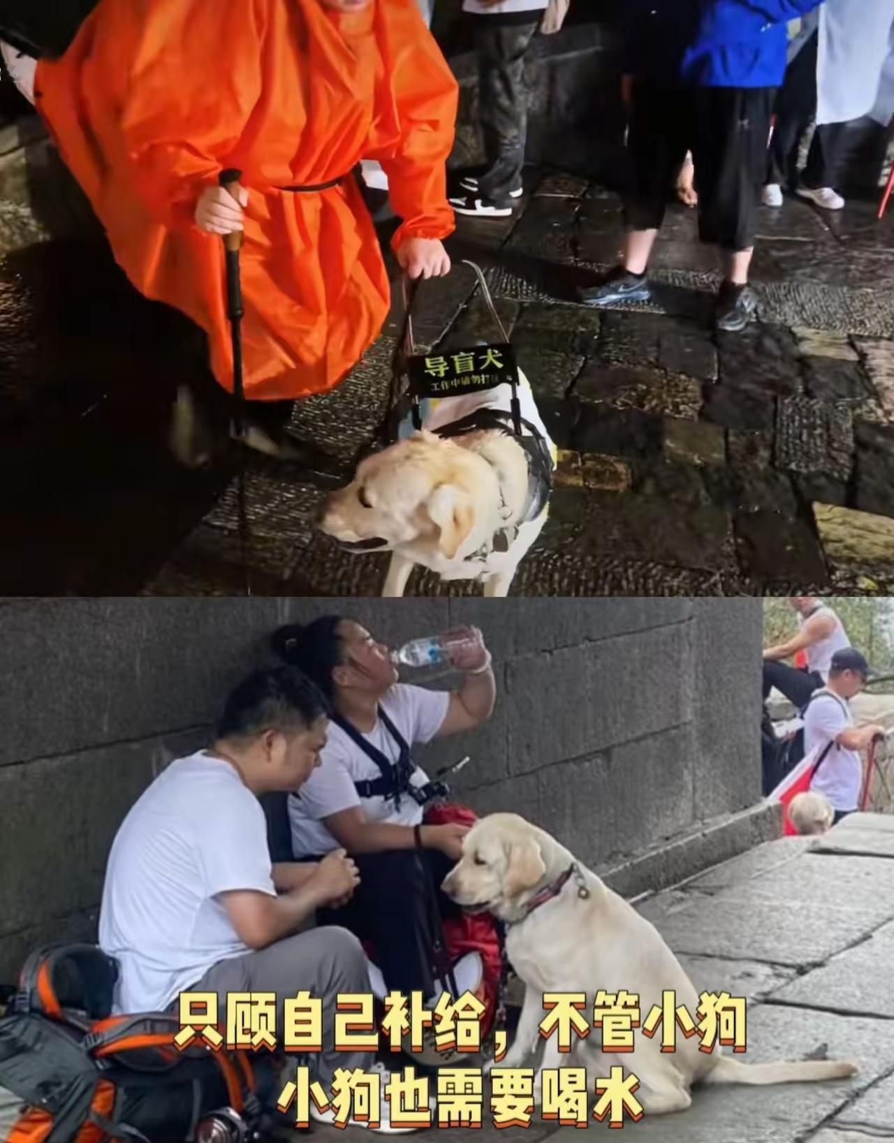 导盲犬“芬迪”的状态是不会骗人的，这趟泰山行值不值一目了然。
​刷到视频里芬迪陪
