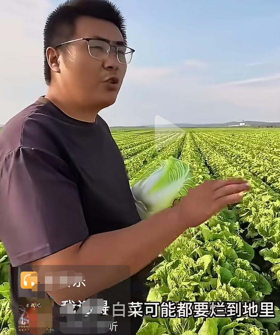 谁害了同根生的兄弟姐妹们？
     张家口康保县的大白菜，被博主发现，送上了热