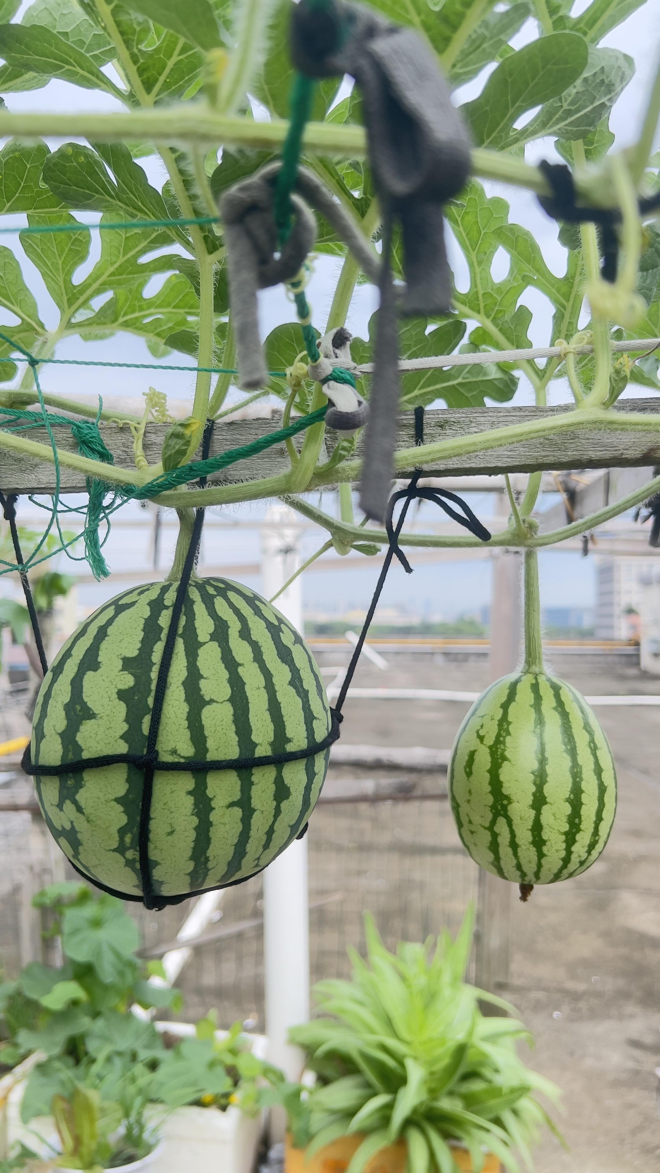 西瓜🍉陆陆续续成熟了