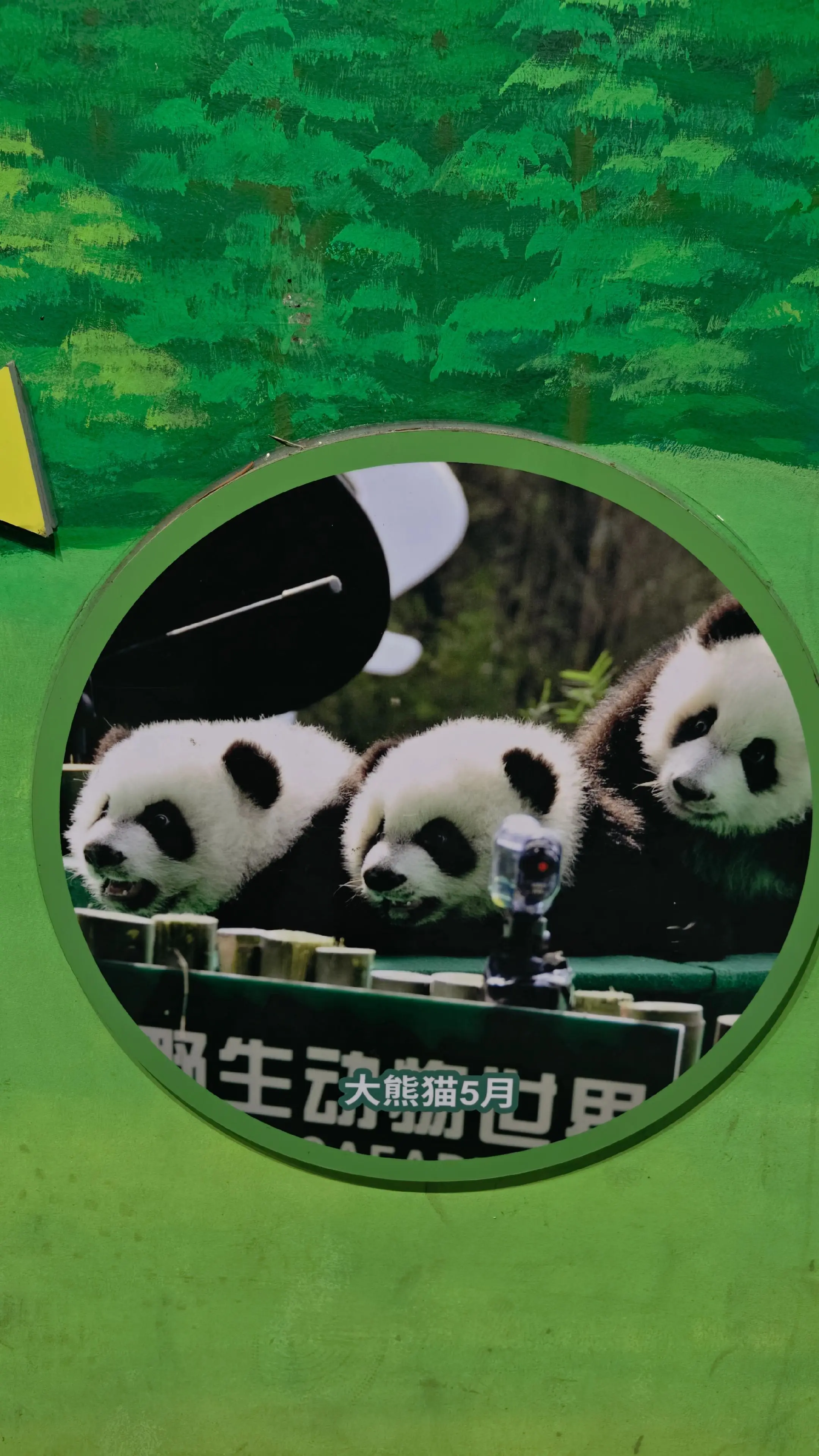 在柳动看到了萌酷帅还有大良😂。