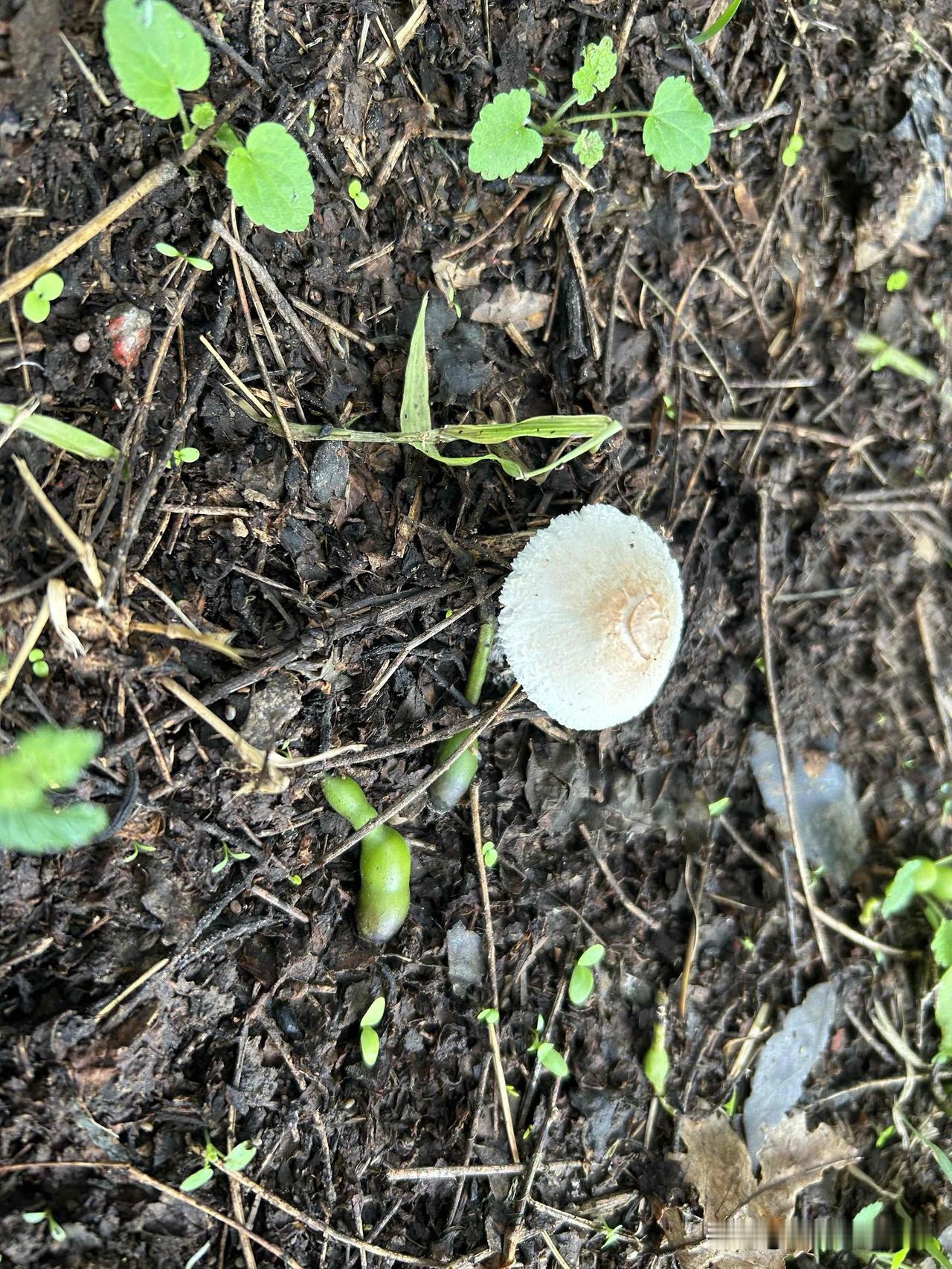 🍂秋天一到，草丛里蘑菇陆陆续续冒出来了

刚才看见有大姐在路边公园里采蘑菇👀