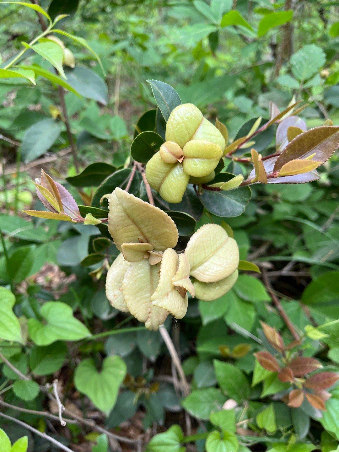 油茶上的茶耳，甜甜脆脆 ​​​