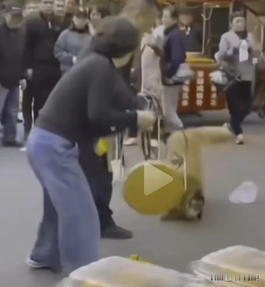 大街上狗与狗发生争斗，狗主人双方都各自护着自家的狗狗，不让其受到伤害。女子的狗打