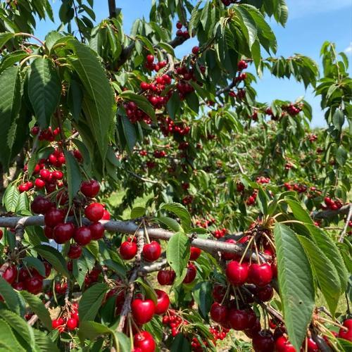 上联：一夜春雨，繁花落尽空留枝；
下联：终日艳阳，绿叶渐稀满树果。