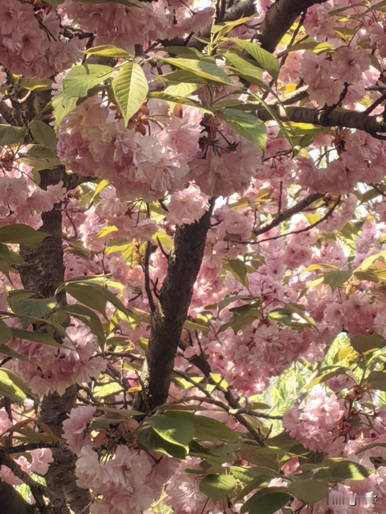 春日限定！樱花盛开，美不胜收！🌸🌸🌸唯美樱花景