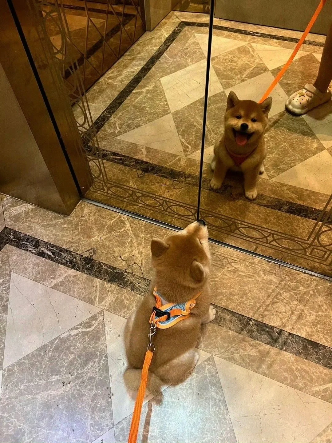 对面的小狗怎么和我长得一模一样