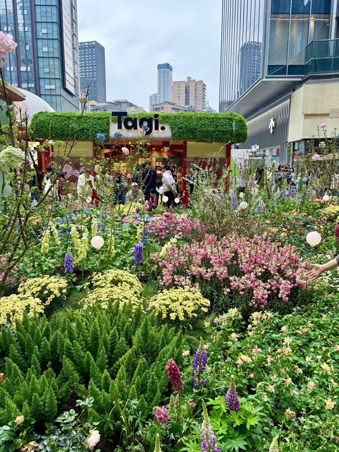 观音桥！！在重庆偶遇莫奈花海！！！超多花！🌸