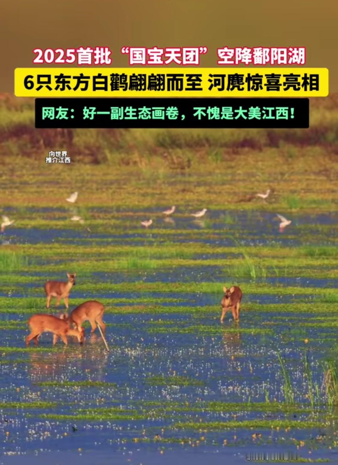 这里是江西鄱阳湖，真的太美了。

白鹤、河麂组成一幅灵动大美的生态画卷，有机会一