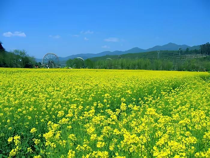 塞鸿秋·菜花吟
黄云翠雾坡前泻，
蜂须乱点金箔谢。
忽惊一夜青荚挂，
香魂散作油