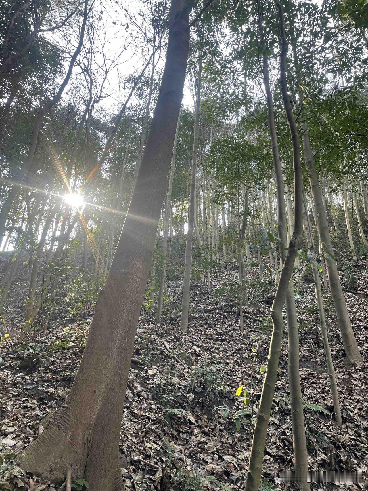 今日天气不错，有点冷，-1-4度。看看金华武义壶山公园的美吧！