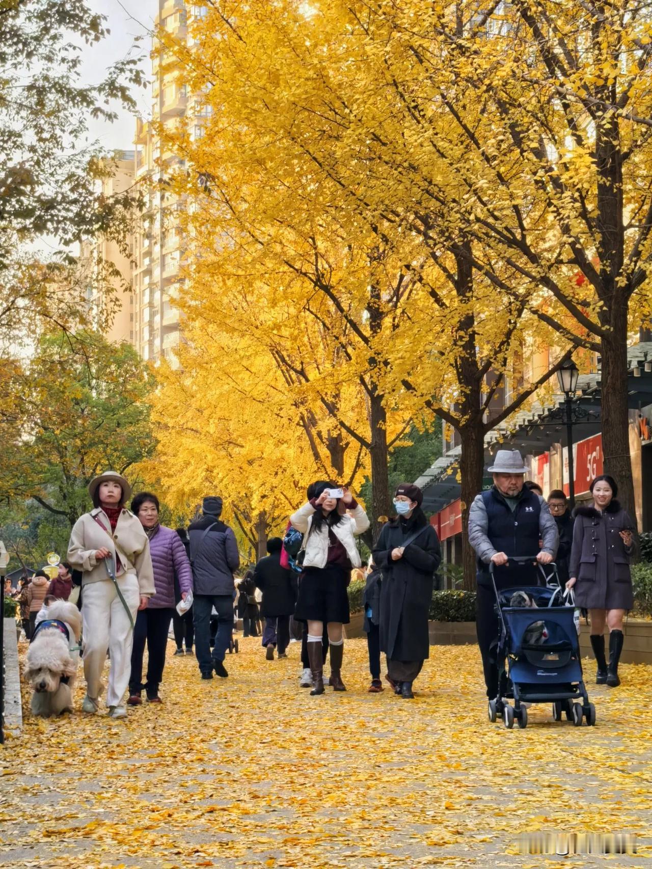 这几天的黄金城道是真的美，银杏叶儿纷纷落地，树上树下金黄一片，在初冬暖阳的映射下