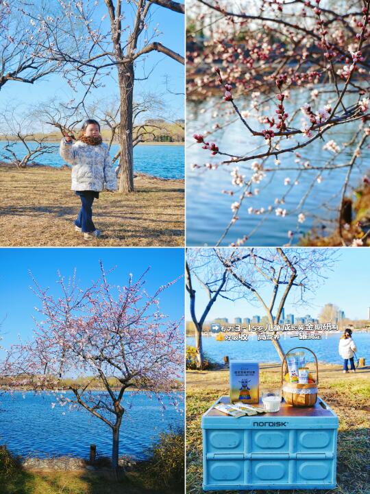 北京春游赏花🌸大运河森林公园人少景美❗
