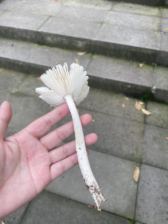成都龙泉山捡菌子，摘桃子🍑