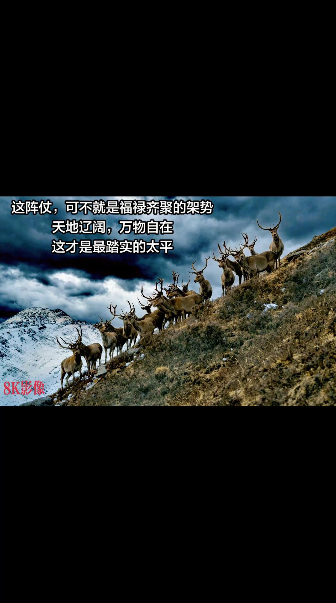 《神鹿乍现》我的图片 抖音ai创作 
祁连山国家公园青海片区 高原上的神奇动物们