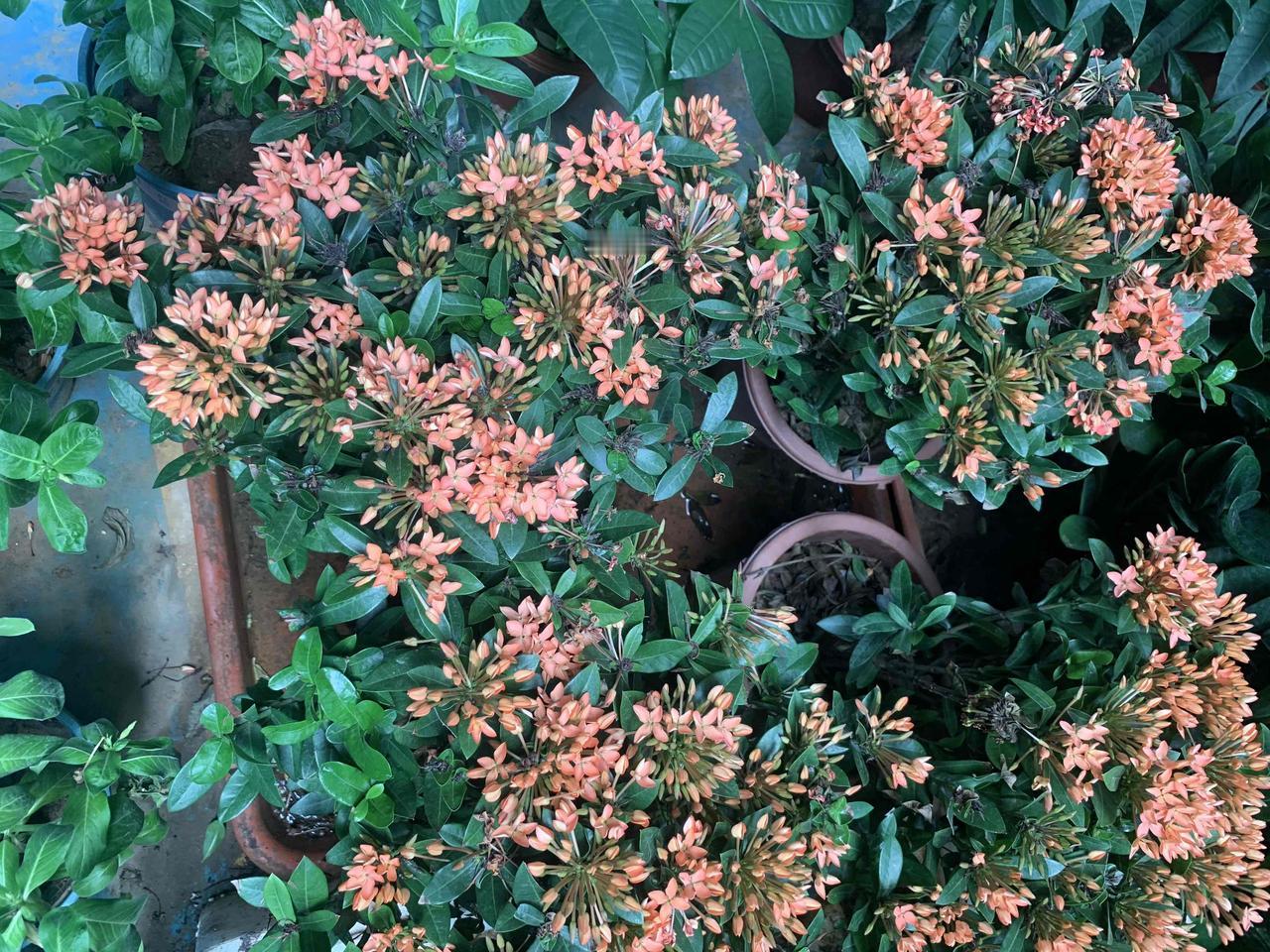 晒晒我的随手拍
这是龙船花。龙船花又名仙丹花、水绣球，是南方常见常绿灌木。光滑绿