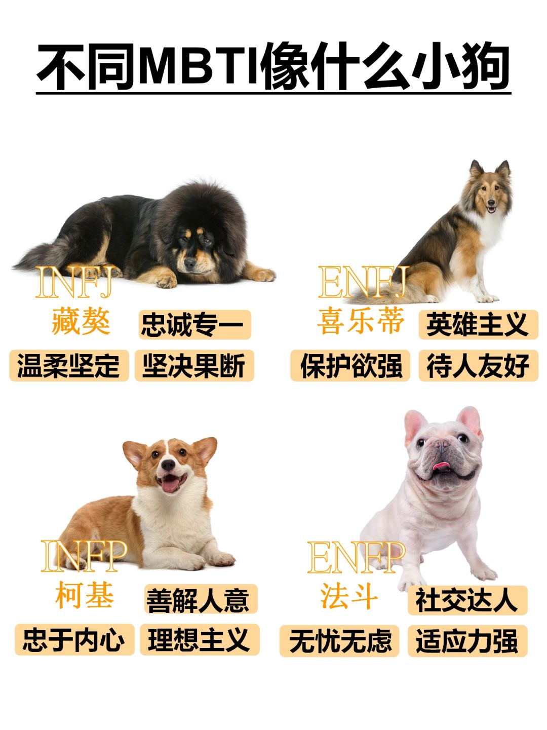 不同mbti像什么小狗（上）