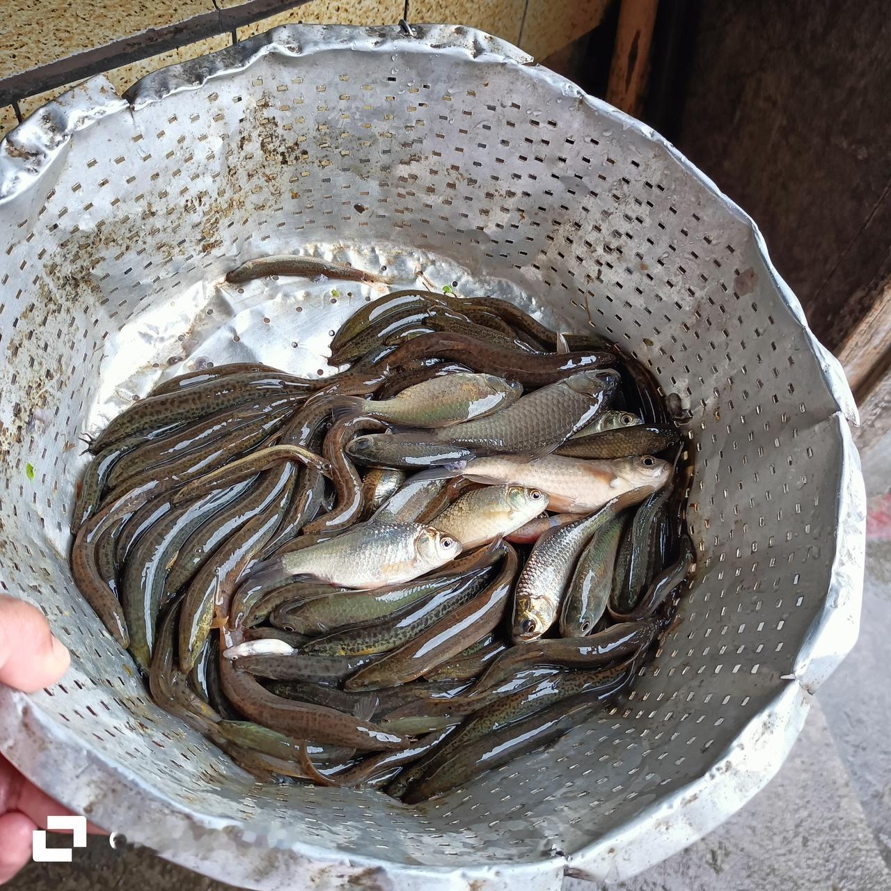 婆婆昨晚放地笼，放了这么多泥鳅，我记得小时候田里很多泥鳅和黄鳝，等我长大了，泥鳅
