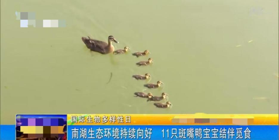 【鸟多环境也不一定变好？】假设某地今年的候鸟数量比去年多了，能不能说明这里的生态